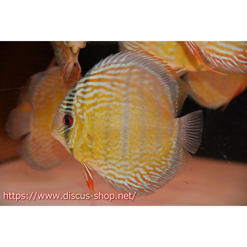 最新最全の 観賞魚 スーパーロイヤル 個体販売 13cm 生体 ワイルドディスカス クルミナム アクアリウム 生体 ディスカス 熱帯魚 ディスカス 観賞魚生体