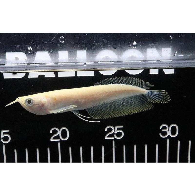 12cm 大型魚 淡水魚 個体販売 激安 激安 No2 淡水魚 ランキング1位送料無料