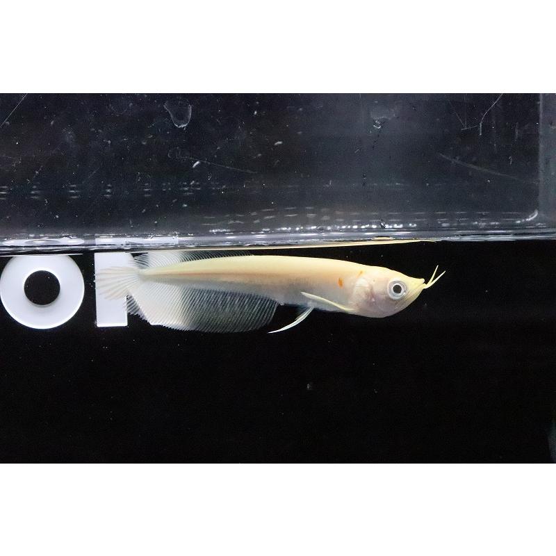 【淡水魚】爆安 アルビノシルバーアロワナ【1匹 サンプル画像】(±8-10cm)(大型魚)｜petballoonshop｜04