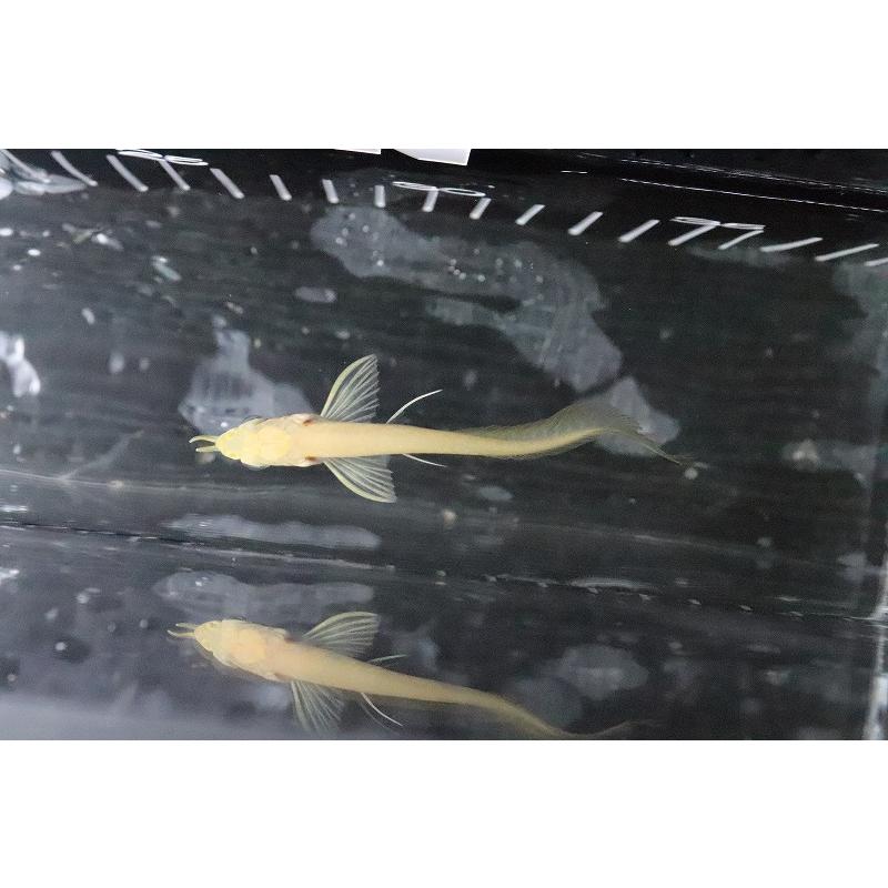 【淡水魚】爆安 アルビノシルバーアロワナ【1匹 サンプル画像】(±8-10cm)(大型魚)｜petballoonshop｜05