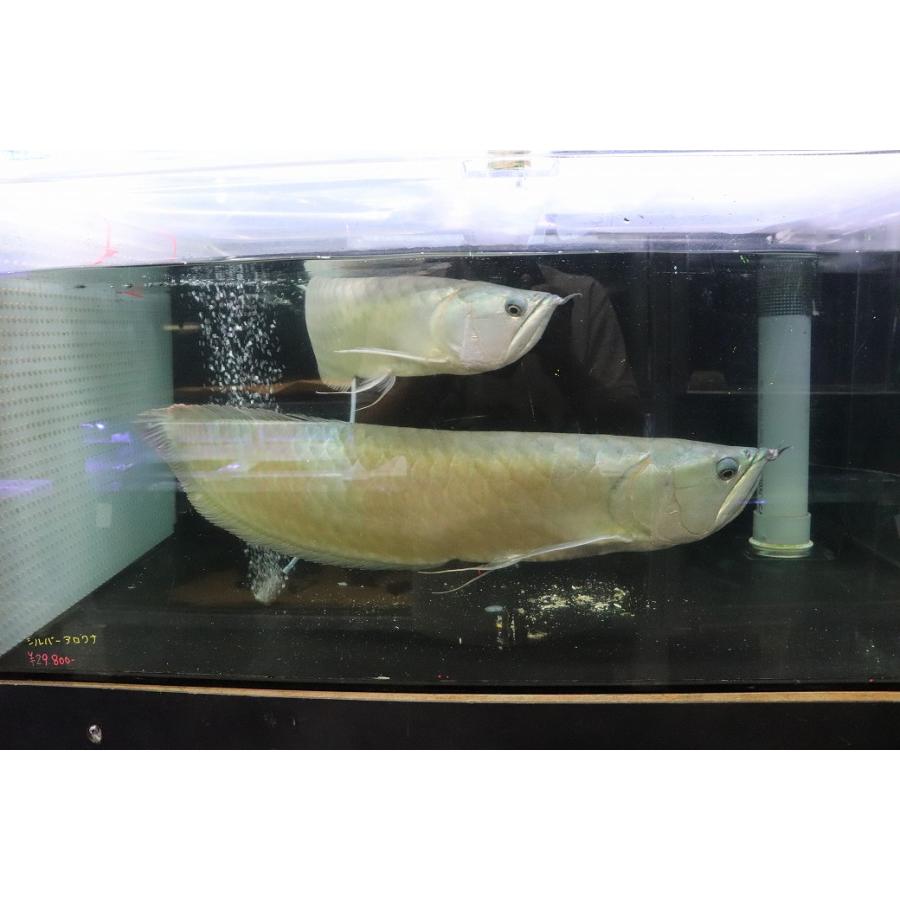 淡水魚】【通販】爆安 No1 ビッグサイズ シルバーアロワナ【個体販売 