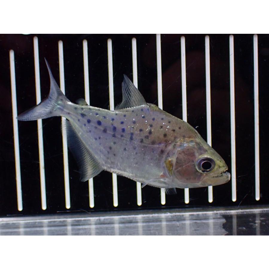 淡水魚】【通販】No2 ブラックピラニア ペルー産 ワイルド【個体販売 