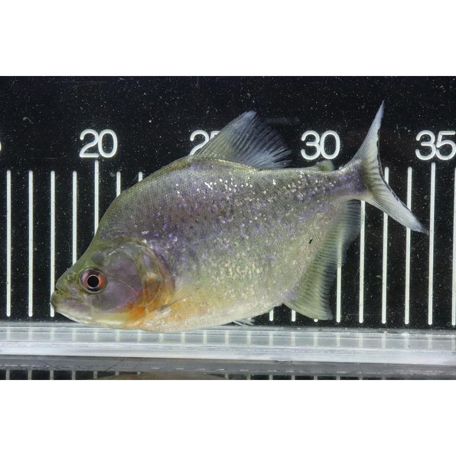 ダイヤモンドブラックピラニア（ネグロ）