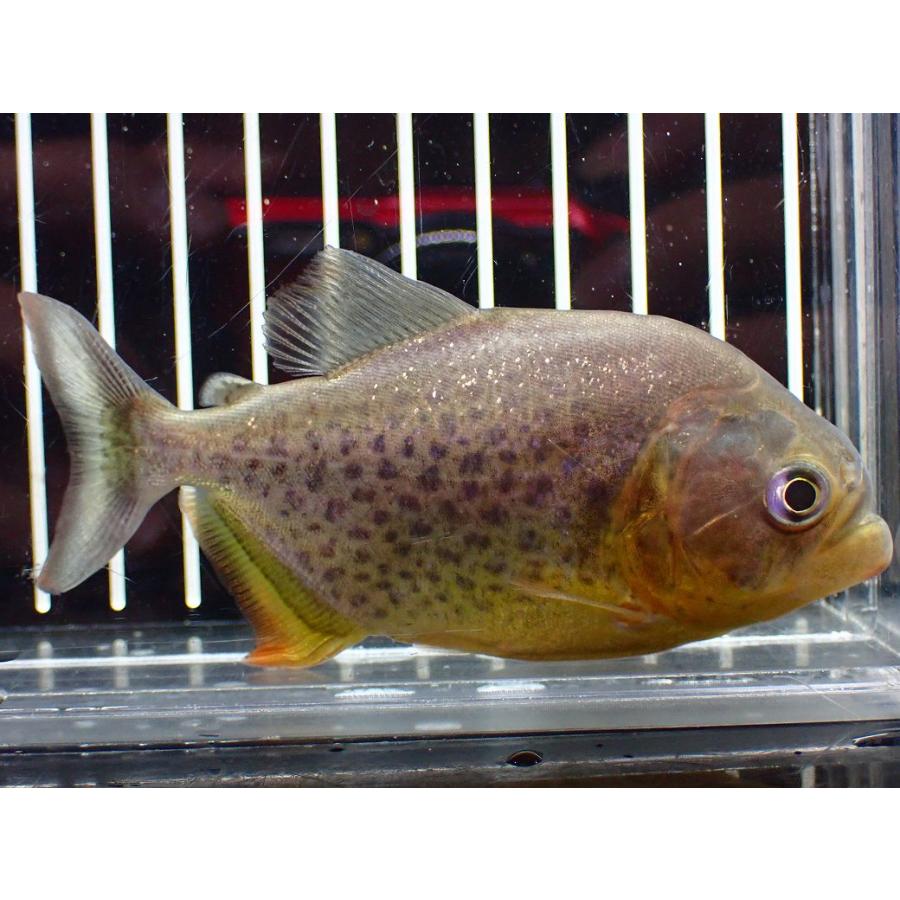淡水魚】【通販】激レア ジャイアントイエローピラニア パンタナール産