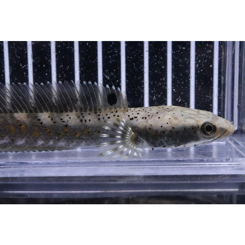 淡水魚 No1 ブルームーンレインボースネークヘッド プルクラ ワイルド 個体販売 13cm 大型魚 Ac07 ペットバルーン ヤフー店 通販 Yahoo ショッピング