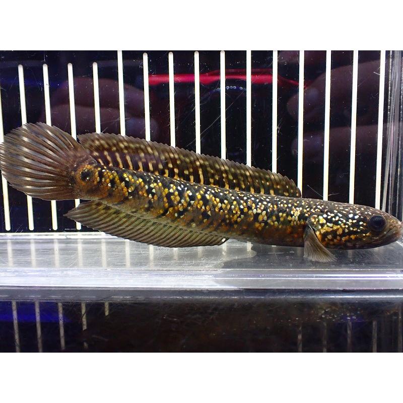 淡水魚】激安 売り切りセール No1 金天目 雷龍 gold tenmoku 淡水魚】激安 売り切りセール No1 金天目 雷龍 gold tenmoku