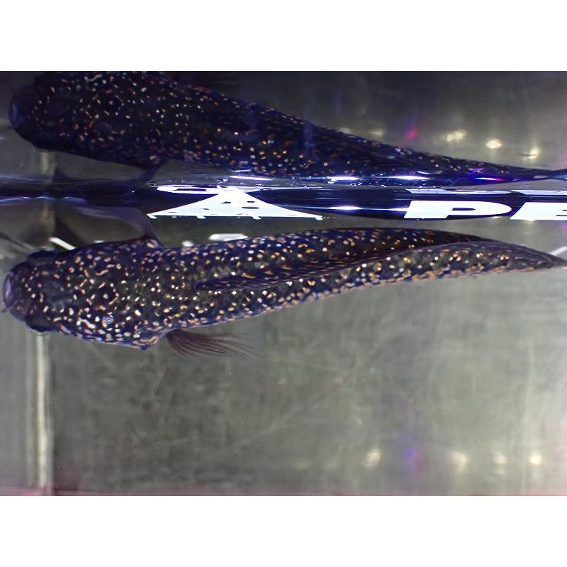 淡水魚】激安 売り切りセール No1 金天目 雷龍 gold tenmoku 淡水魚】激安 売り切りセール No1 金天目 雷龍 gold tenmoku