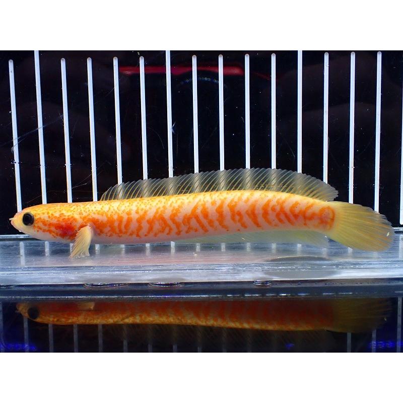 淡水魚】【通販】激レア 爆安 No1 ゴールデンスターダストダイヤモンド 