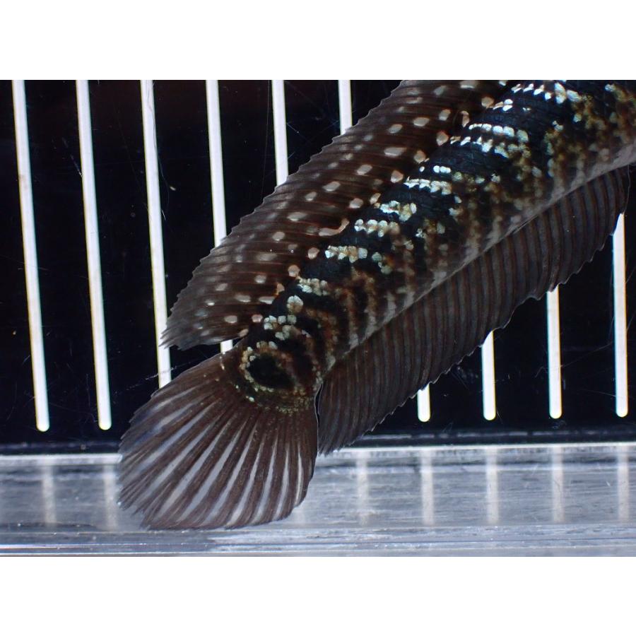 ラスト1　激レア　美品　珍貝　台湾産　ジョウロガイ 楽天市場】愛玉凍粉 LEMON AIYU JELLY POWDER オーギョーチー