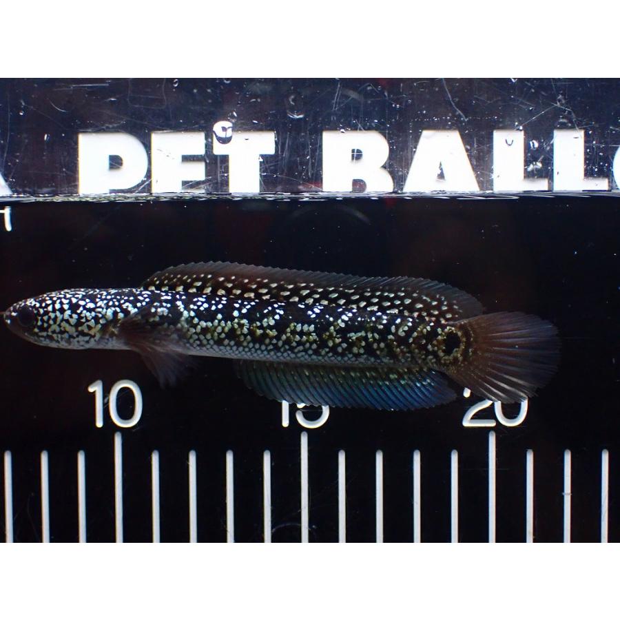 超々激レア松山 00 レモンヘッド LEDコーンカバー 385－560A 700mmH用