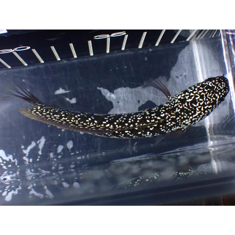 淡水魚】【通販】激レア No2 火山雷龍(Fire mountain)【個体販売