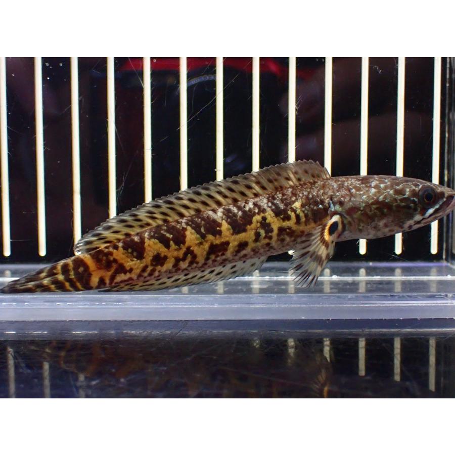 淡水魚】【通販】超激レア No1 ショートボディ バイオレットスネーク 