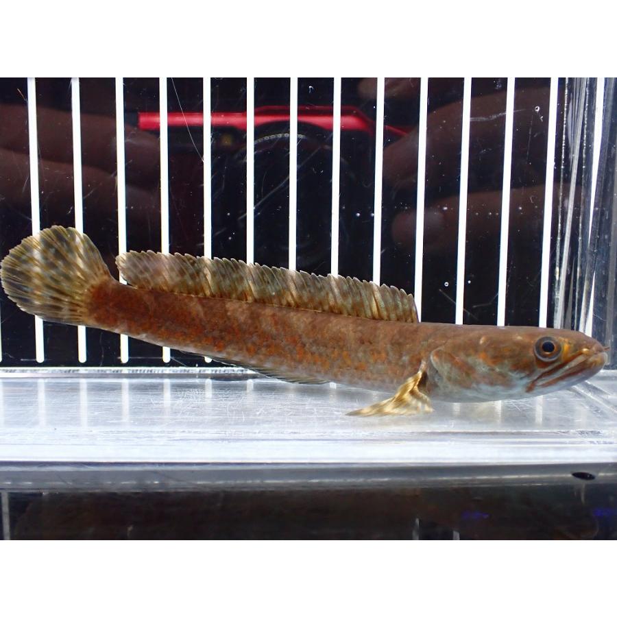 淡水魚】【通販】チャンナ コッキネア【個体販売】(±14cm)(大型魚 