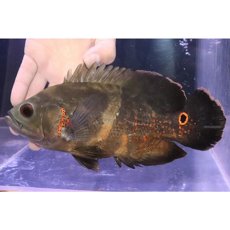 淡水魚 激安 No8 ブラジル便 ワイルドオスカー イガラッペアスー産 個体販売 23cm 大型魚 Bhinternalmedicine Com