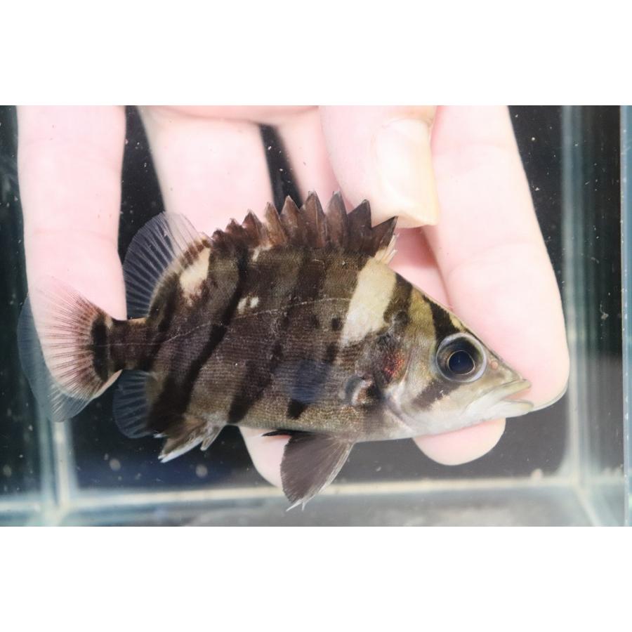 淡水魚】【通販】証明書付き No8 スマトラタイガーダトニオ パレンバン