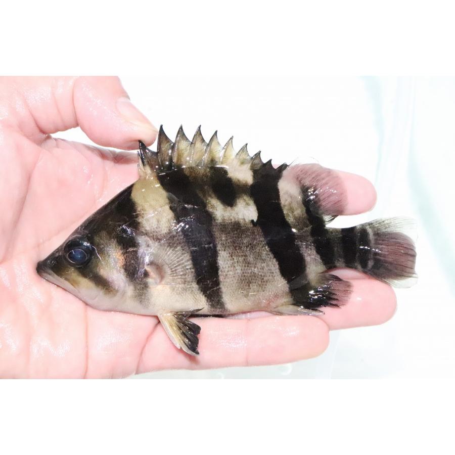 淡水魚】【通販】激安 大きい No5 ダトニオリアルバンド ワイルド 