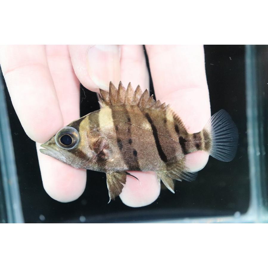 淡水魚】【通販】完品極上個体 No1 ダトニオリアルバンド ワイルド 
