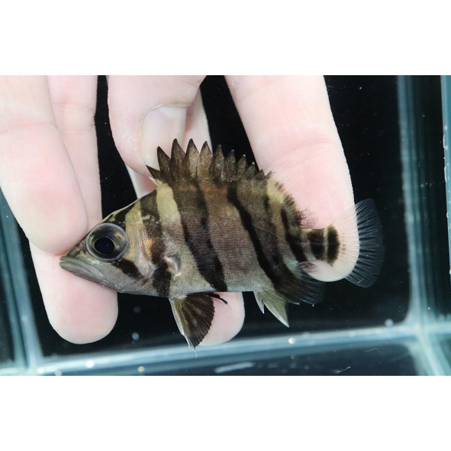 淡水魚】【通販】完品極上個体 No7 ダトニオリアルバンド ワイルド 