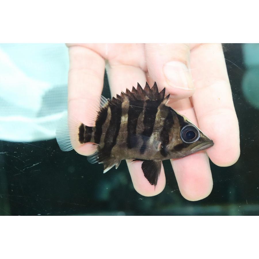 淡水魚】【通販】特価 体高あり No2 ダトニオプラスワン ボルネオ産 