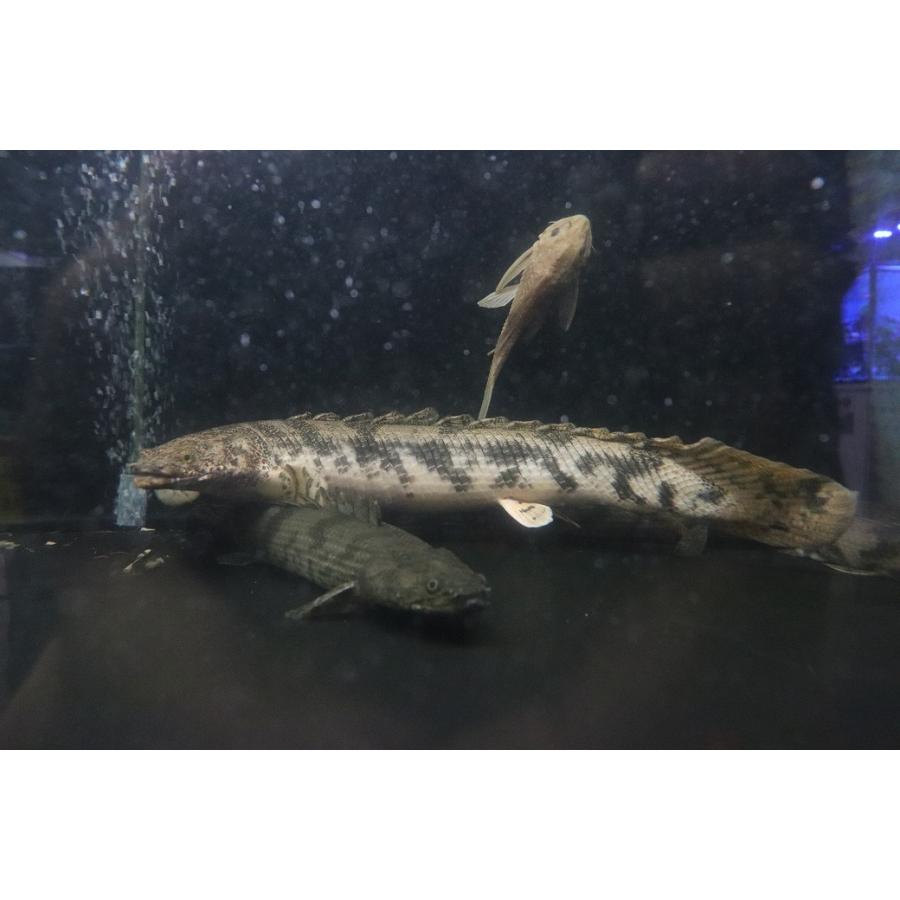淡水魚】【通販】大きい ポリプテルス エンドリケリー【個体販売
