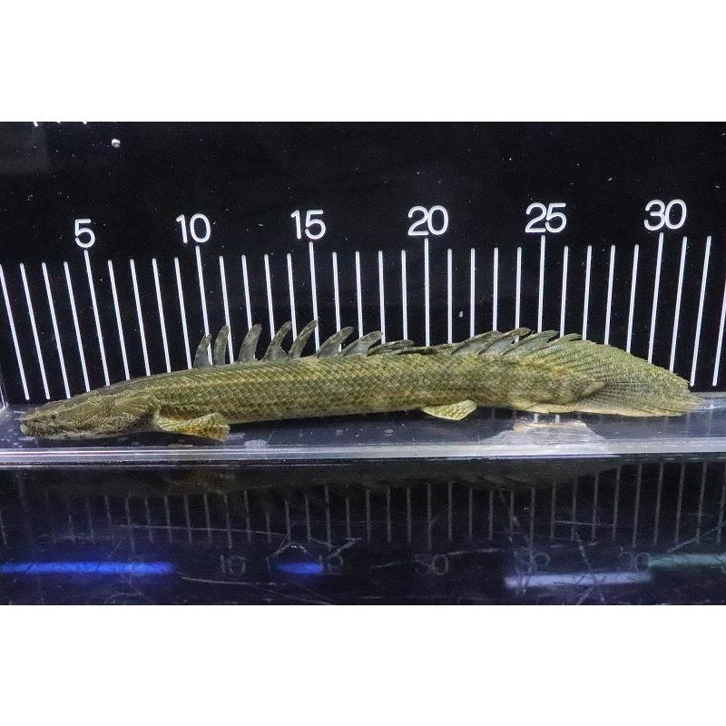 60 Off 淡水魚 大特価 No14 ポリプテルス ビキールsp コリバ コウロントン産 ワイルド 個体販売 29cm 限定製作 Www Gettoknowmontco Com