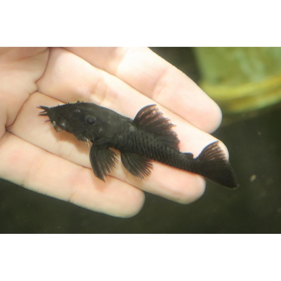 淡水魚 No1 マツブッシープレコ ワイルド 個体販売 7cm プレコ Ac17 ペットバルーン ヤフー店 通販 Yahoo ショッピング