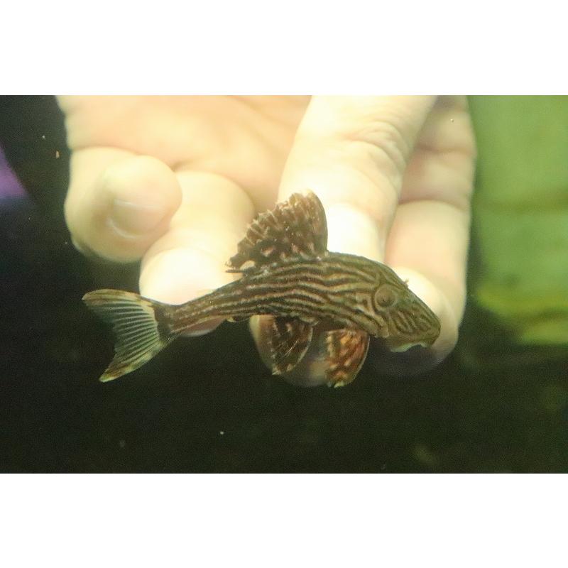 人気特価激安 淡水魚 No2 サンダーロイヤルプレコ ワイルド 個体販売 6ｃｍ プレコ 高い品質 Smartlook Com Sa