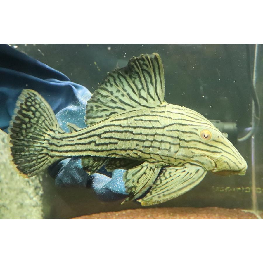 淡水魚】【通販】美個体 シャンパーグリーンロイヤルプレコ ペルー産 