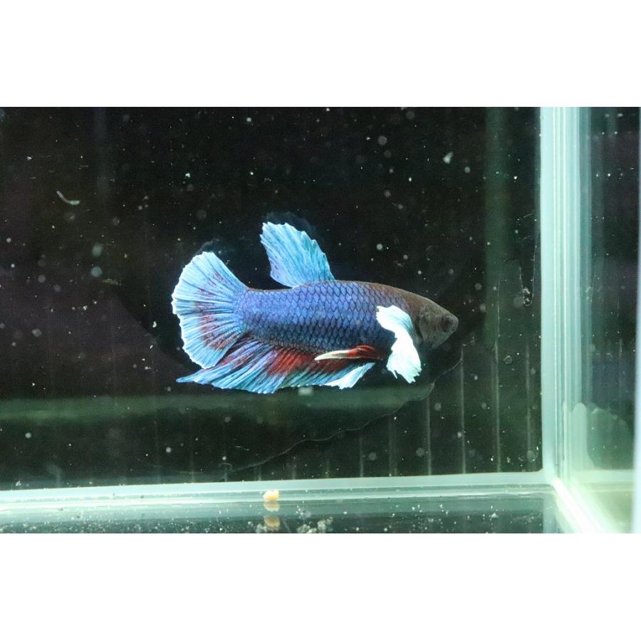 淡水魚 No7 ハーフムーンプラカット ダンボ 個体販売 ベタ 00 Ac26 ペットバルーン ヤフー店 通販 Yahoo ショッピング