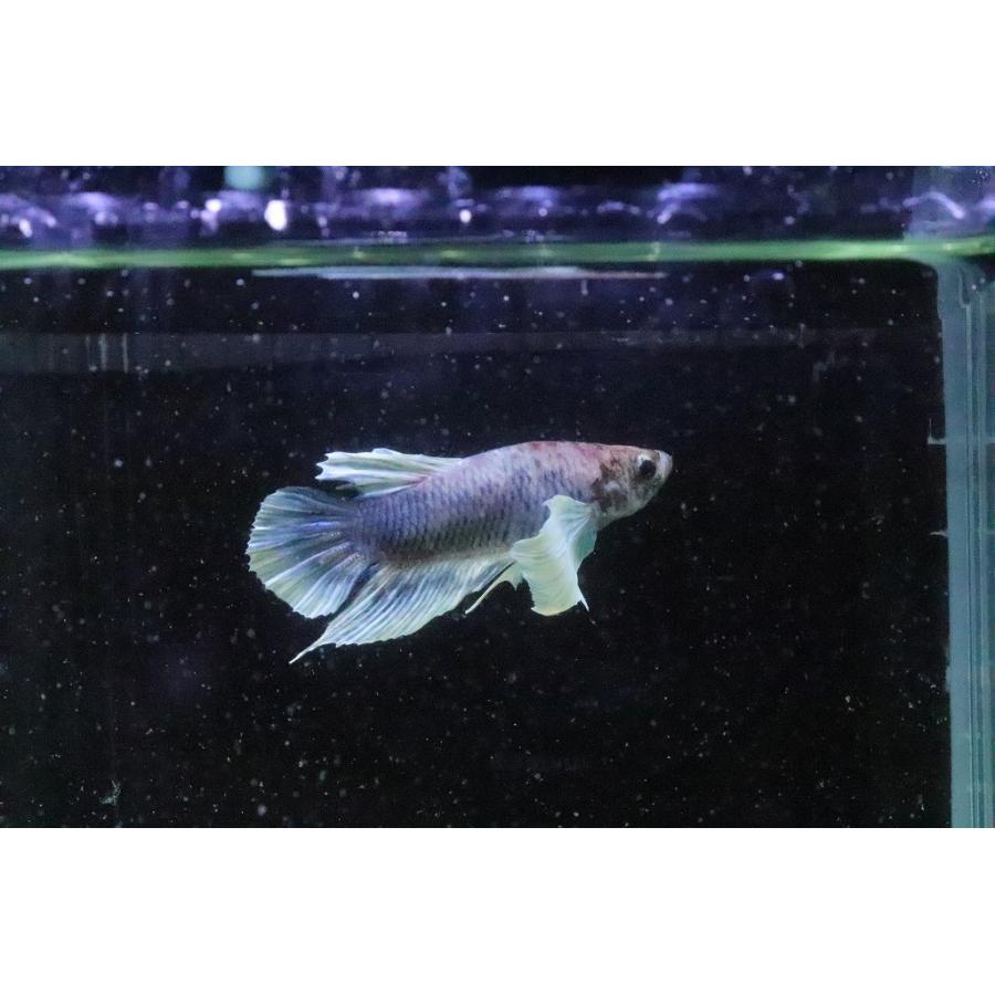 淡水魚 No15 ハーフムーンプラカット ダンボ 個体販売 ベタ 00 Ac26 ペットバルーン ヤフー店 通販 Yahoo ショッピング