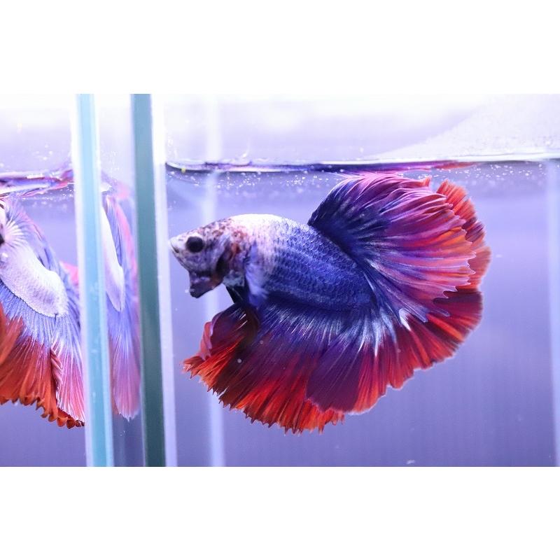 税込 観賞魚生体 淡水魚 No6 ハーフムーン ベタ 個体販売 ベタ Www Threeriversofs Com