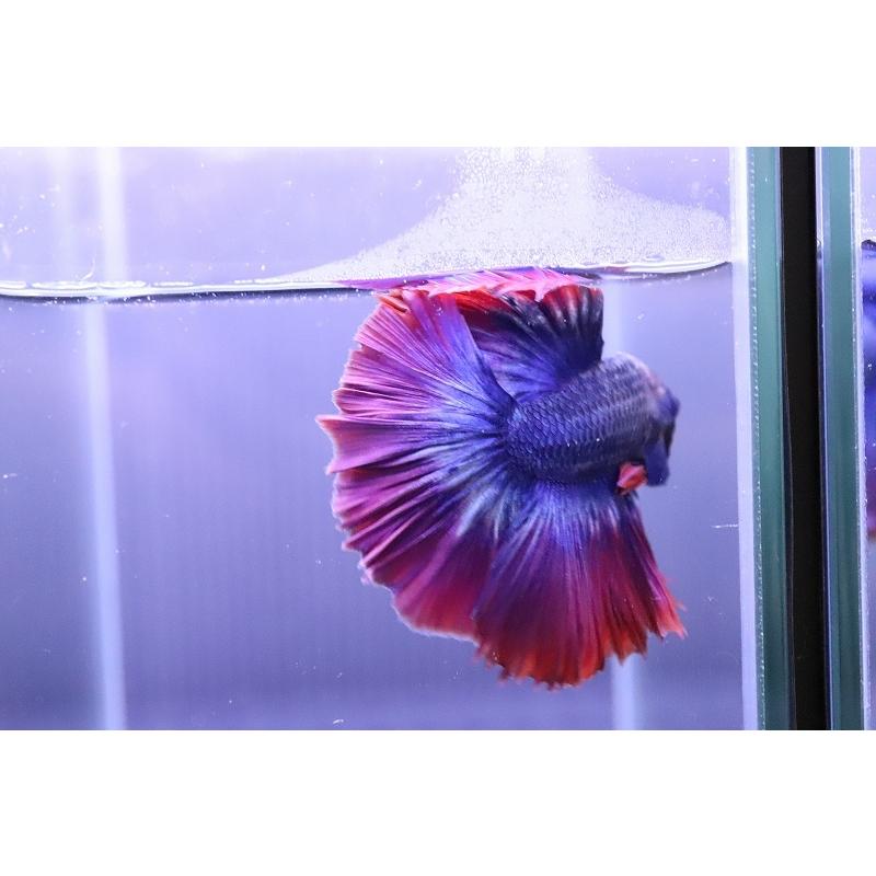 78 Off 淡水魚 No6 ハーフムーン ベタ 個体販売 Shipsctc Org