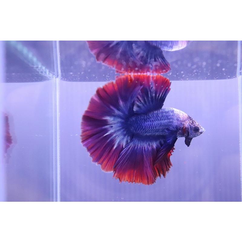 78 Off 淡水魚 No6 ハーフムーン ベタ 個体販売 Shipsctc Org