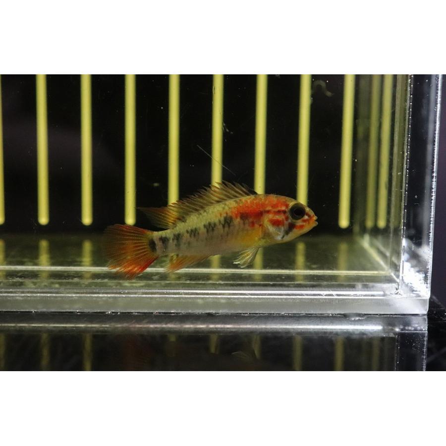 淡水魚 赤強 No5 アピストグラマ ヴィエジタ エクストリームレッド 1ペア 個体販売 アピストグラマ Ac28 ペットバルーン ヤフー店 通販 Yahoo ショッピング