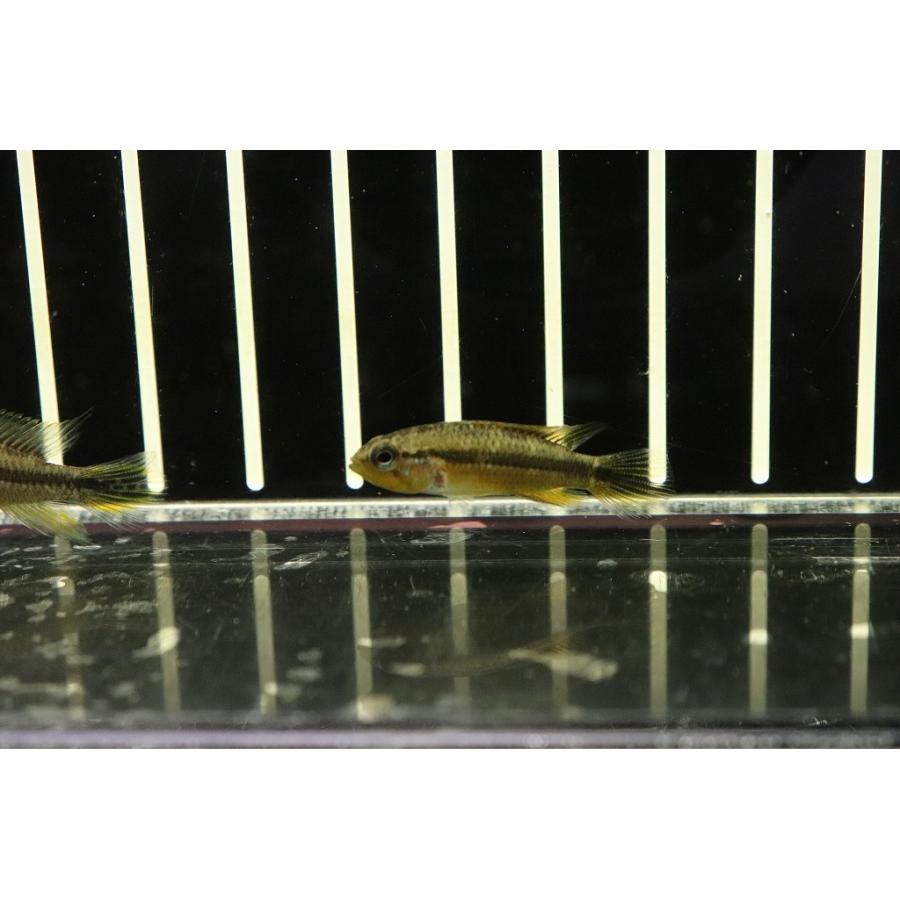 ランキング第1位 No1 淡水魚 アガシジィ最高峰 アピストグラマ ワイルド 1ペア個体販売 マニコレ産 ブルーファントム アガシジィ 観賞魚生体 Www Discoverdigital De