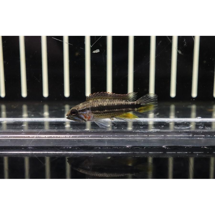 淡水魚 No2 アピストグラマ メンデジー サンタイザベル産 ワイルド 1ペア 個体販売 アピストグラマ Ac29 ペットバルーン ヤフー店 通販 Yahoo ショッピング