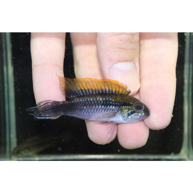 淡水魚】【通販】モンスター級 極上個体 No1 アピストグラマ 淡水魚】【通販】モンスター級 極上個体 No1 アピストグラマ