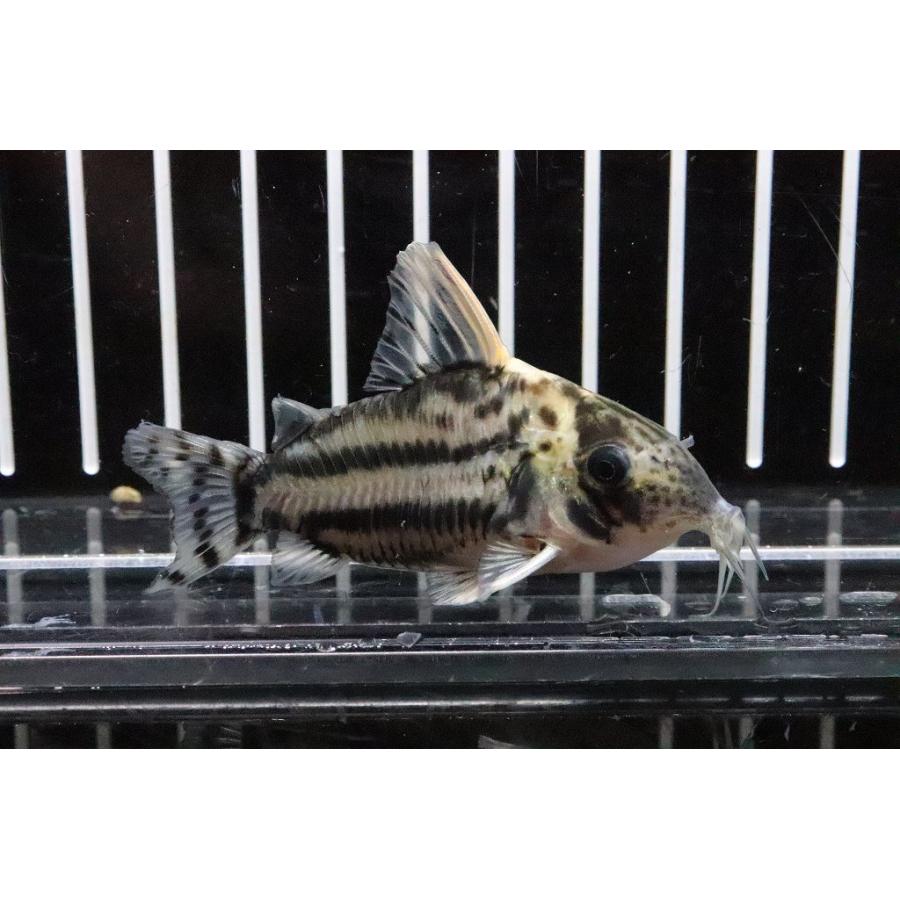 淡水魚 1匹のみ レア種レア産地 セミロングノーズ コリドラス スーパーシュワルツィ ラブレア産 ワイルド 6cm Ac32 ペットバルーン ヤフー店 通販 Yahoo ショッピング