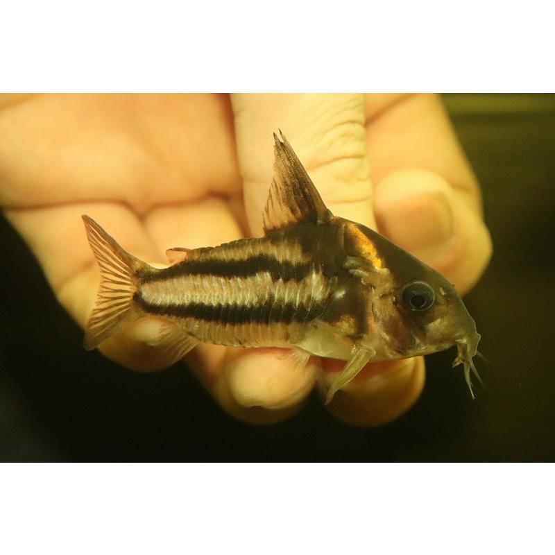 驚きの安さ 淡水魚 爆安 No2 コリドラス スーパーパラレウス タパジョス産 ワイルド 個体販売 6 5ｃｍ コリドラス 全商品オープニング価格特別価格 Zoetalentsolutions Com