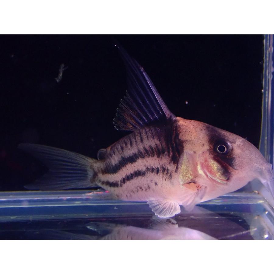 ショートボディ】2匹 コリドラス コルレア