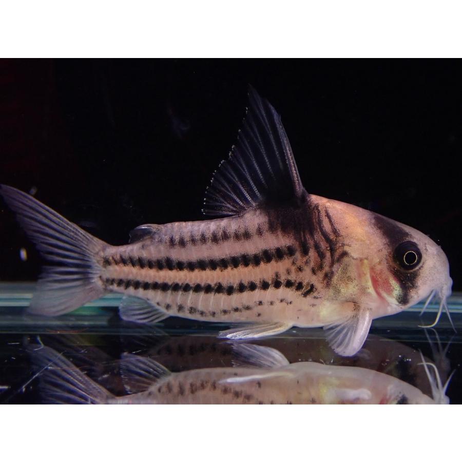 淡水魚】【通販】ペア販売 No2 コリドラス コルレア【1ペア 個体販売 