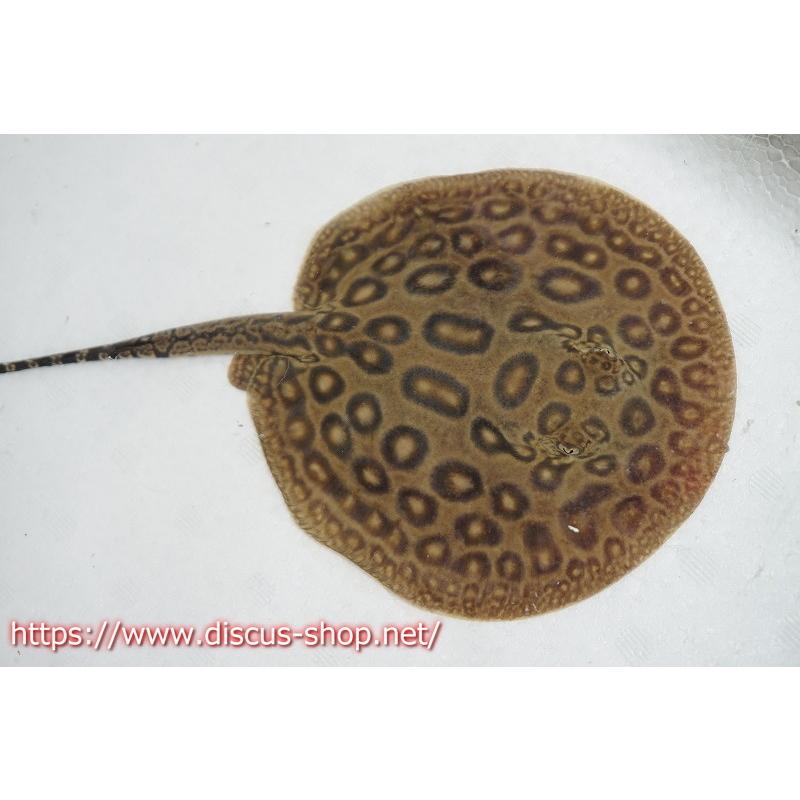 高速配送 淡水魚 クロコダイルスティングレー 個体販売 個体 体盤 15cm 大型魚 即発送可能 Www Thedailyspud Com