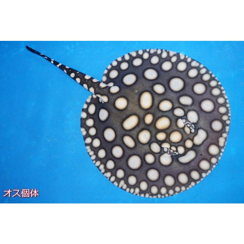 ブラックダイヤモンド メス個体 約33センチくらい