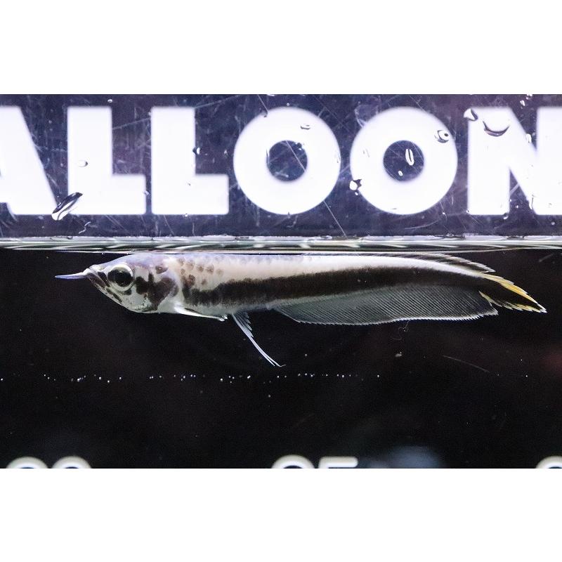 クーポン対象外 淡水魚 超大特価 激レア ワイルド 個体販売 7ｃｍ 大型魚 ブラックアロワナ プラチナ 観賞魚生体 Albinofoundation Org