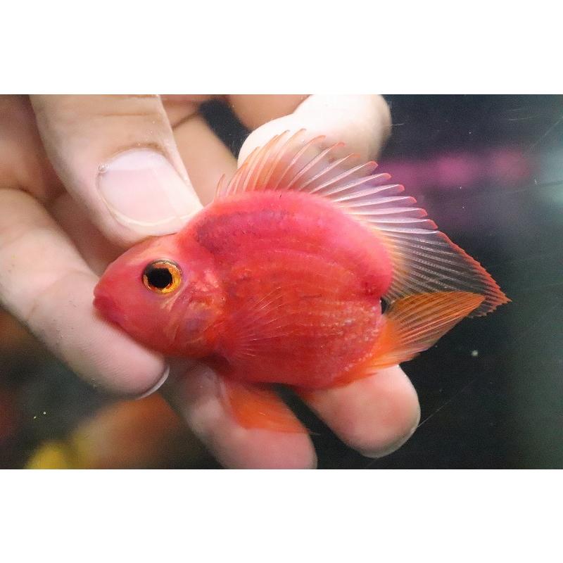 レア種 パールプレッドハートテールパロット 6ｃｍ 大型魚 Docintosh Com
