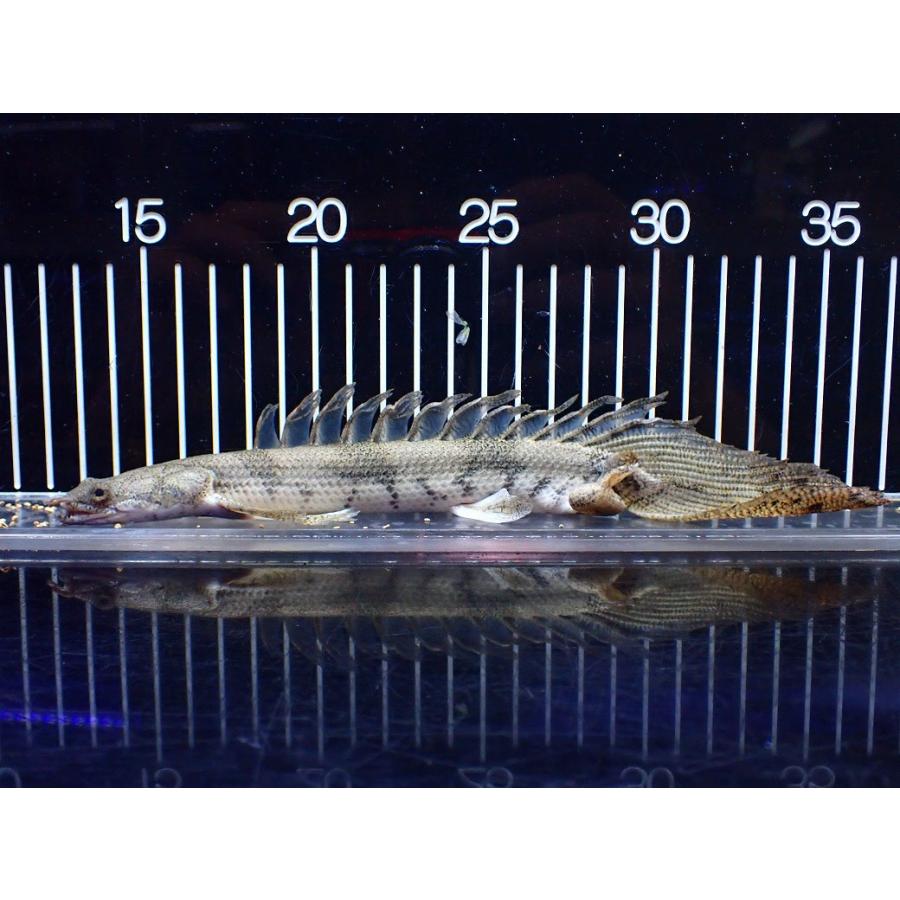 【淡水魚】【通販】爆安 No1 ロングフィン ポリプテルス エンドリケリー【個体販売】(±22cm)(大型魚)の画像