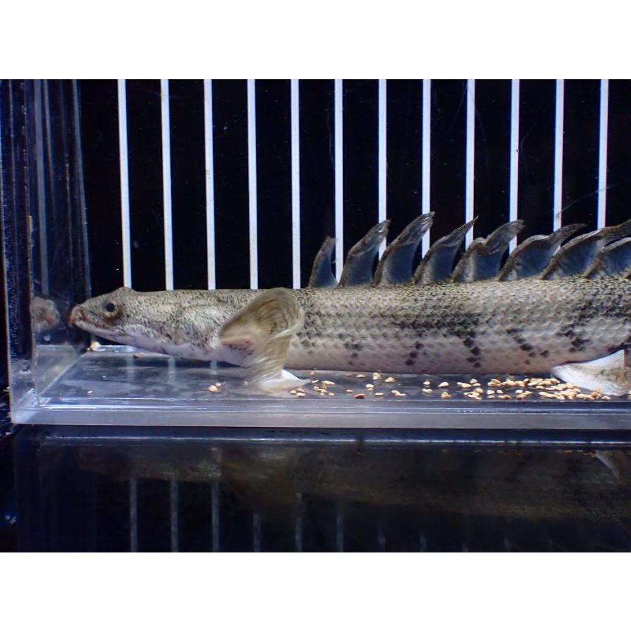 【淡水魚】【通販】爆安 No1 ロングフィン ポリプテルス エンドリケリー【個体販売】(±22cm)(大型魚)の画像