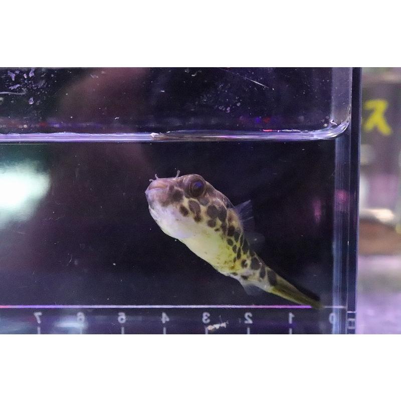 フグのえさ ふぐ力 えさ エサ ミドリフグ 淡水フグ 餌 ３０ｇ ｆｕｇｕ ｒｉｋｉ 割り引き ｆｕｇｕ ｒｉｋｉ