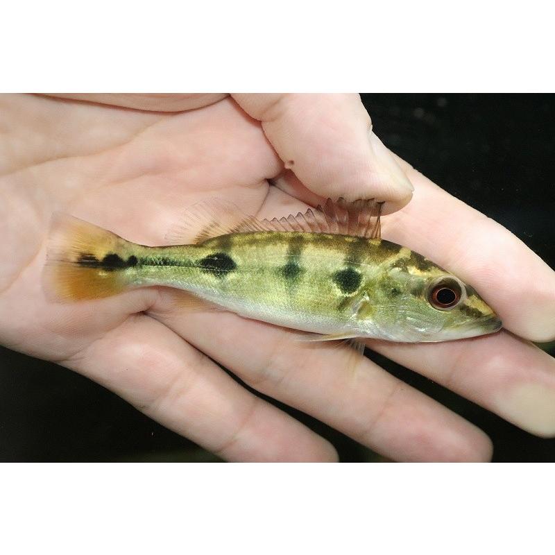 個体販売 9cm 大型魚 キクラspスリナムリバー Spブロコポンド スリナムリバー産 ヤフー店の 個体販売 淡水魚 激レアスリナム便
