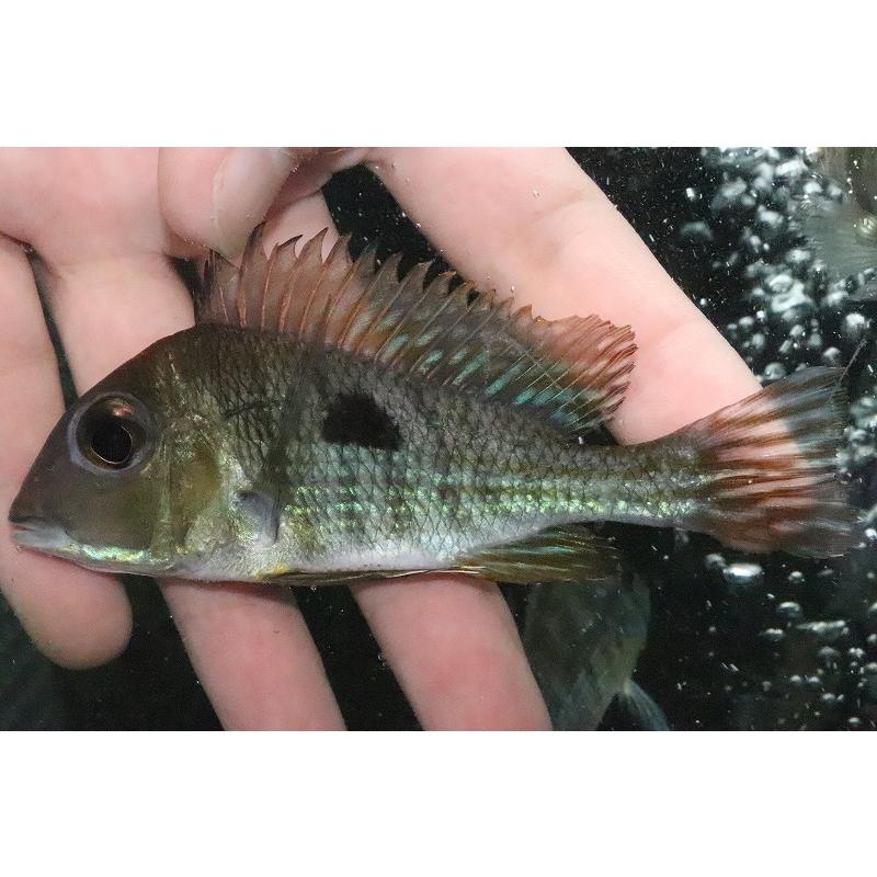 楽天市場 淡水魚 大特価 ゲオファーガスsp タパジョスレッドヘッド イタイツーバ産 ワイルド 個体販売 11cm 大型魚 注目の Atempletonphoto Com